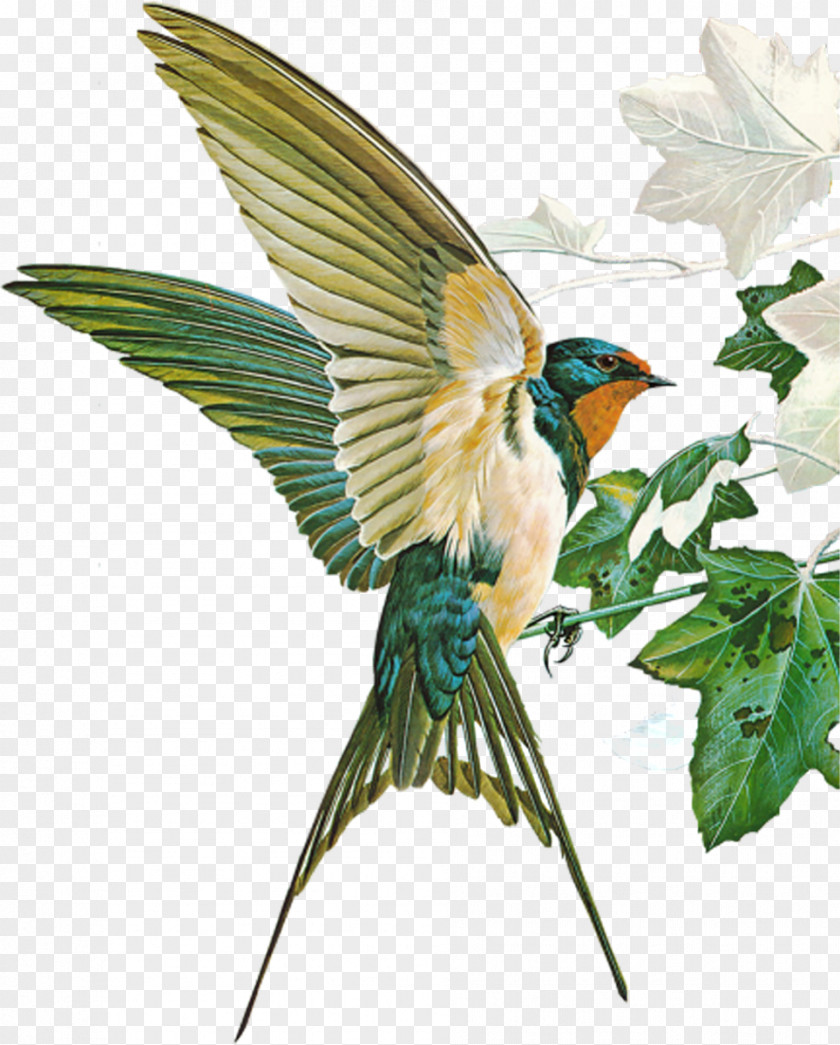 Bird Birds Of Town And Village Barn Swallow Hirundininae Passerine PNG