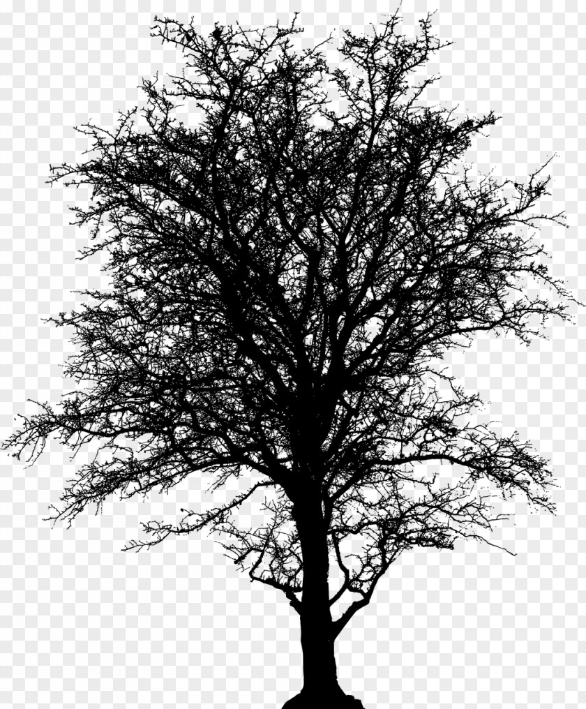 Oak Plant Stem Tree Silhouette PNG