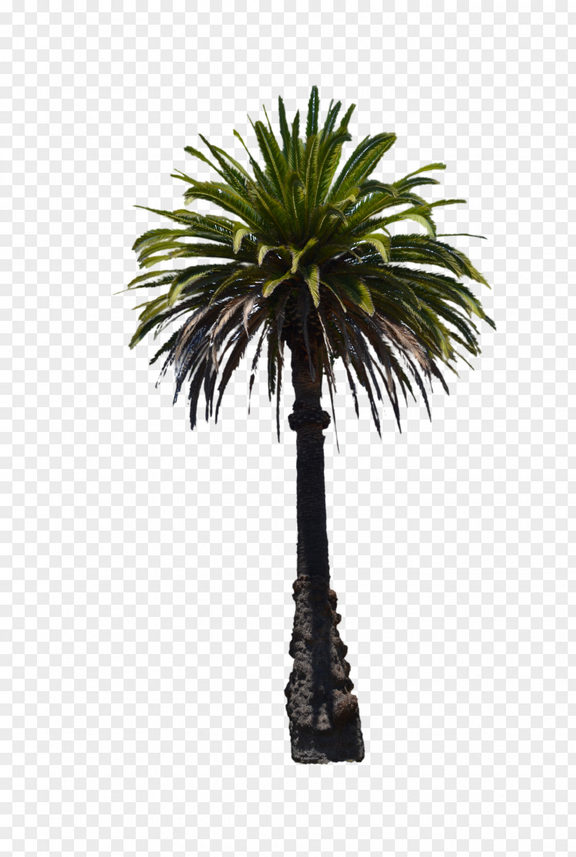 Palm Tree Florida Date Veitchia Adonidia PNG