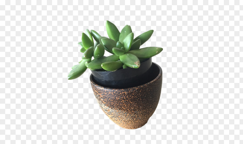 Succulent Plant Cactaceae Light Desktop Wallpaper PNG