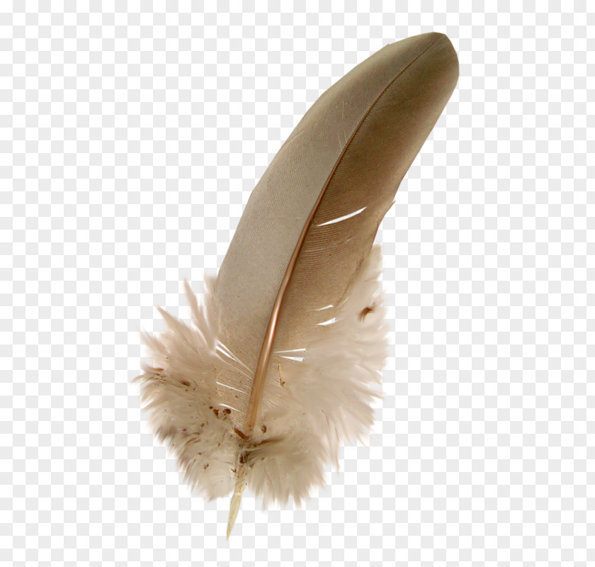 Fond Feather Clip Art PNG