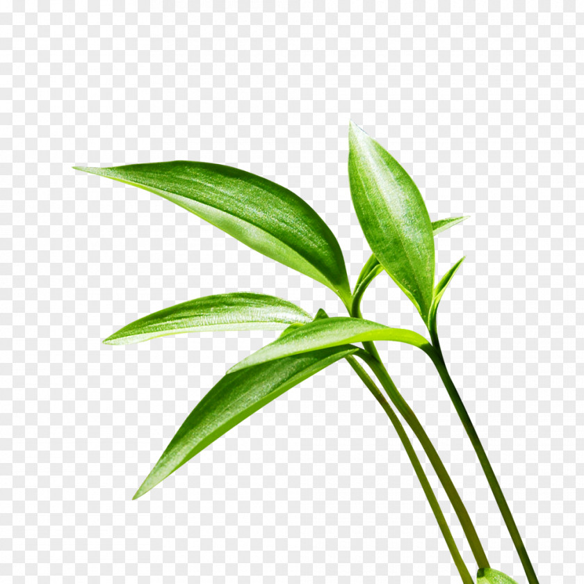 Lucky Bamboo Green Leaf Material To Pull Free PNG