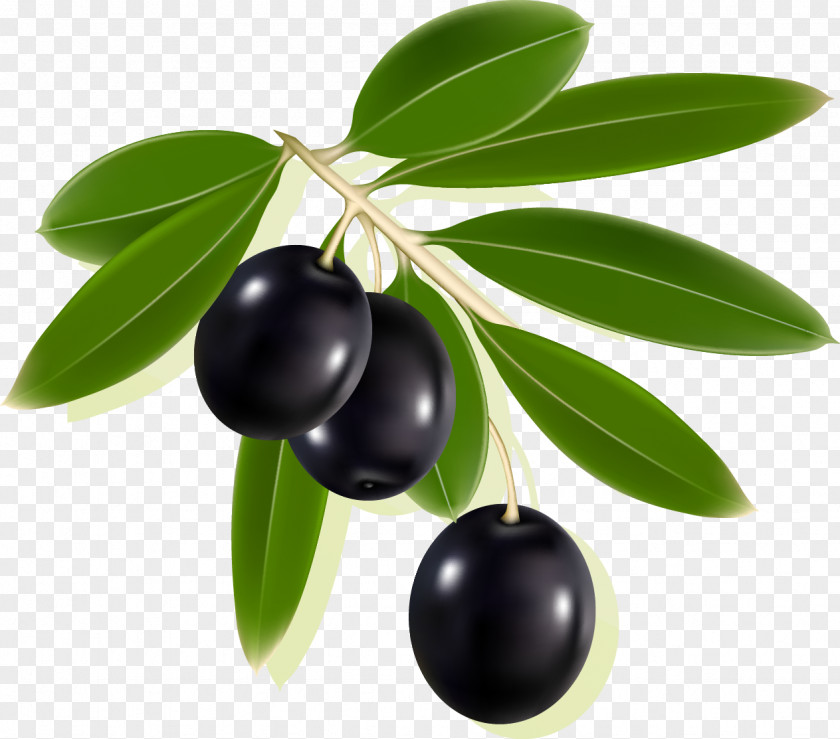 Olives Olive Label Clip Art PNG