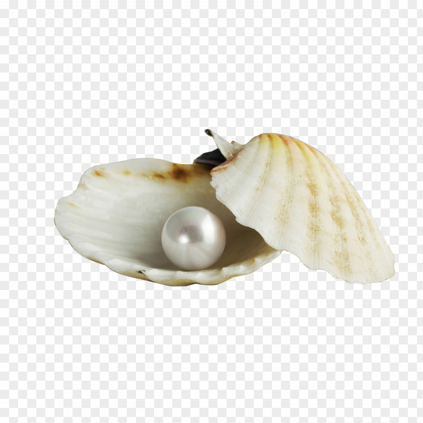 Shell Pearl Inside Seashell Earring Gemstone Jewellery PNG