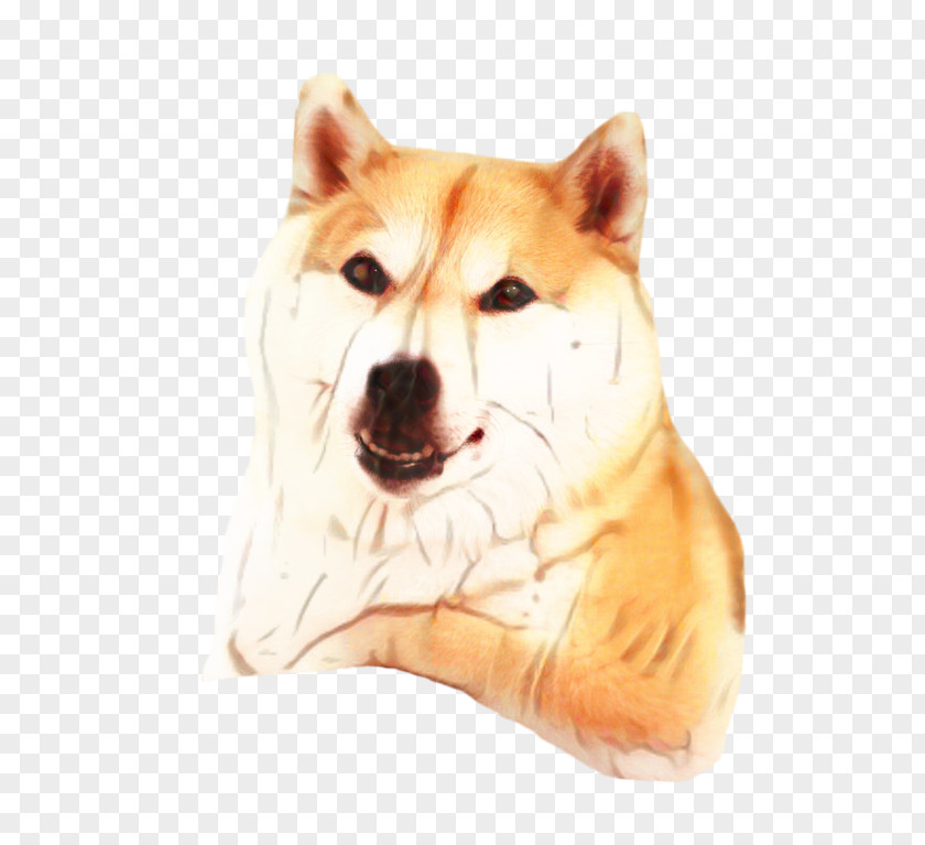 Akita Inu Rare Breed Dog And Cat PNG