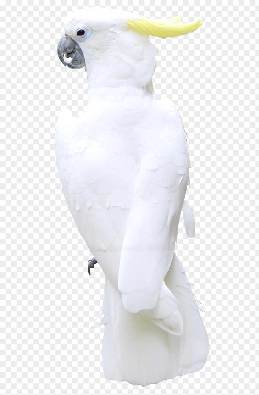 Bird Painting Beak GIF PNG