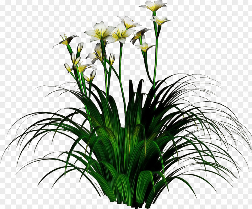 Flower Plant Grass Houseplant Family PNG
