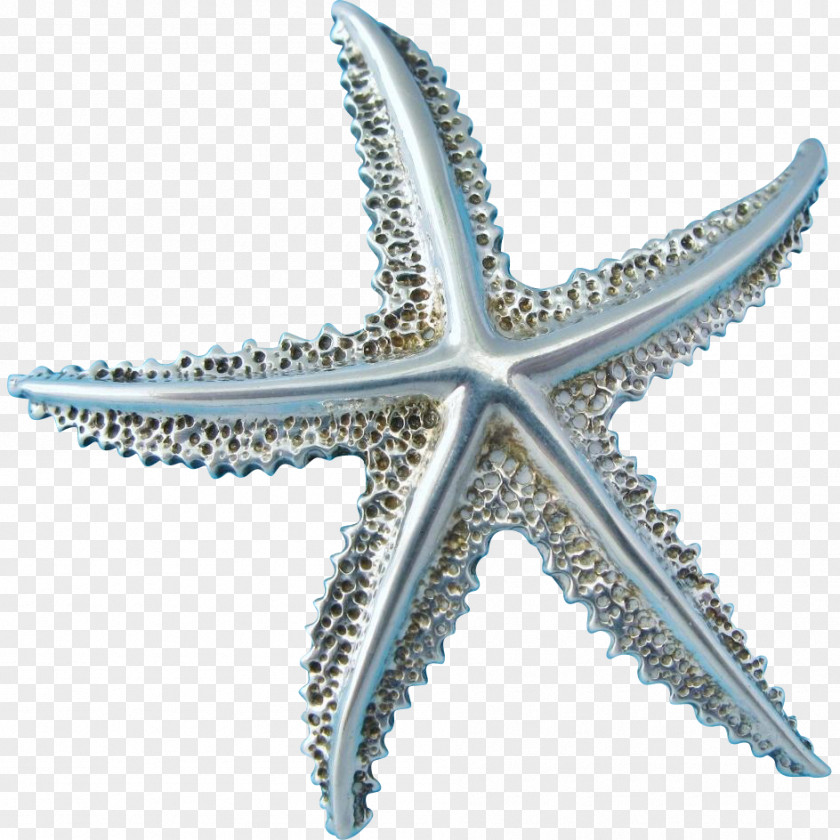 Starfish Echinoderm PNG