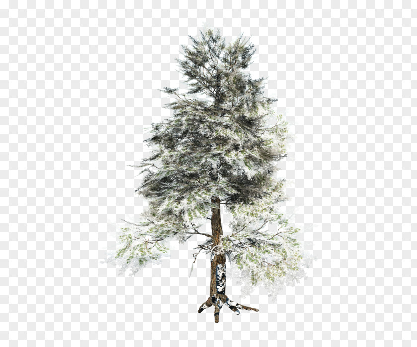 Tree Spruce Pine Centerblog PNG