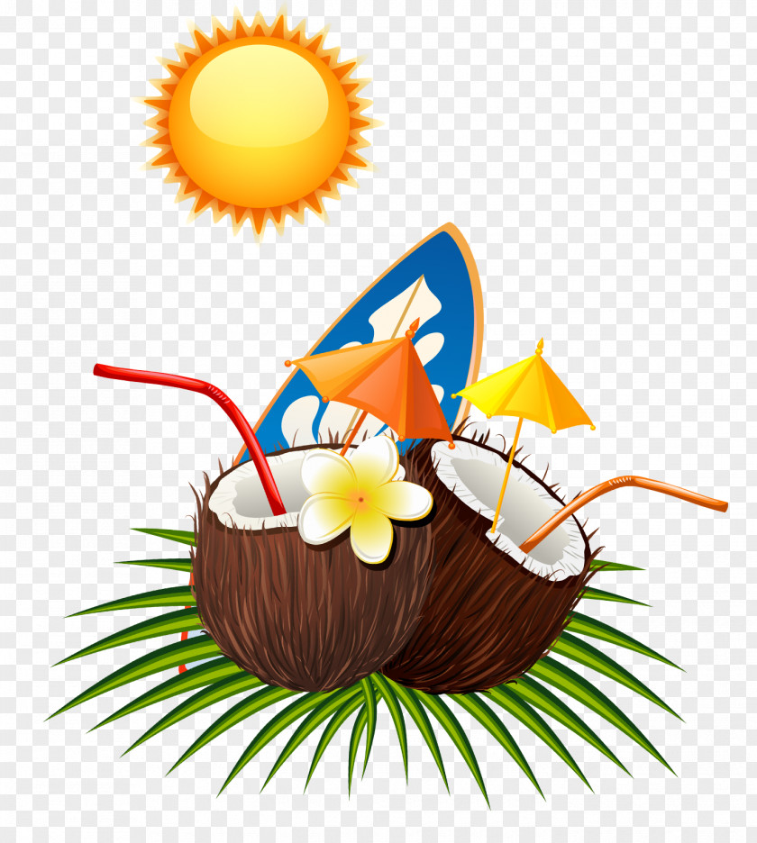 Coconut Summer Sun Euclidean Vector PNG