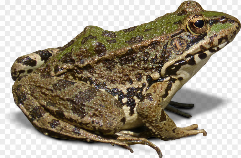 Frog Goliath Batrachia True PNG