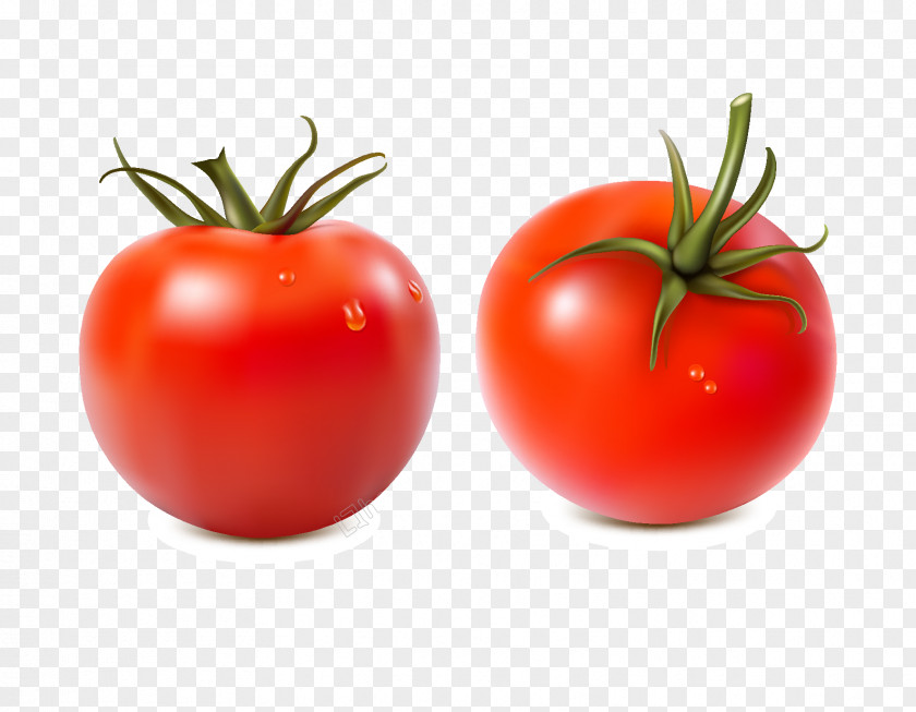 Ingredients Watercolor Plum Tomato Vegetable Vector Graphics Food PNG