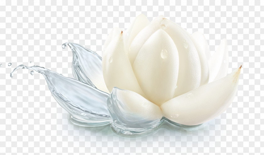 Lily Flavor Cream Petal PNG