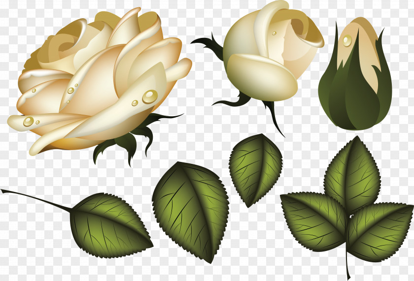 Rose Flower Leaf Clip Art PNG