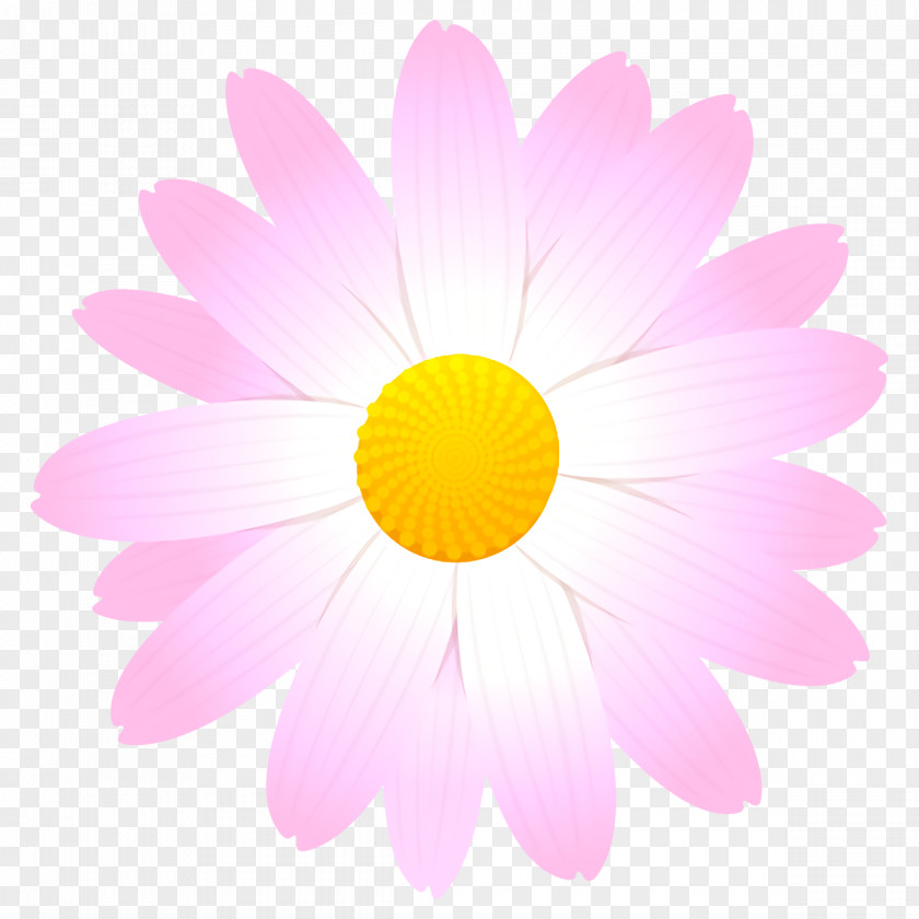 Sky Plant Daisy PNG