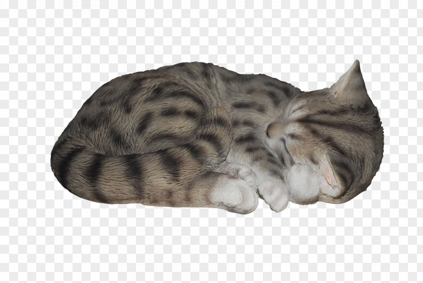Sleep Tabby Cat Kitten Art All Pets Considered PNG