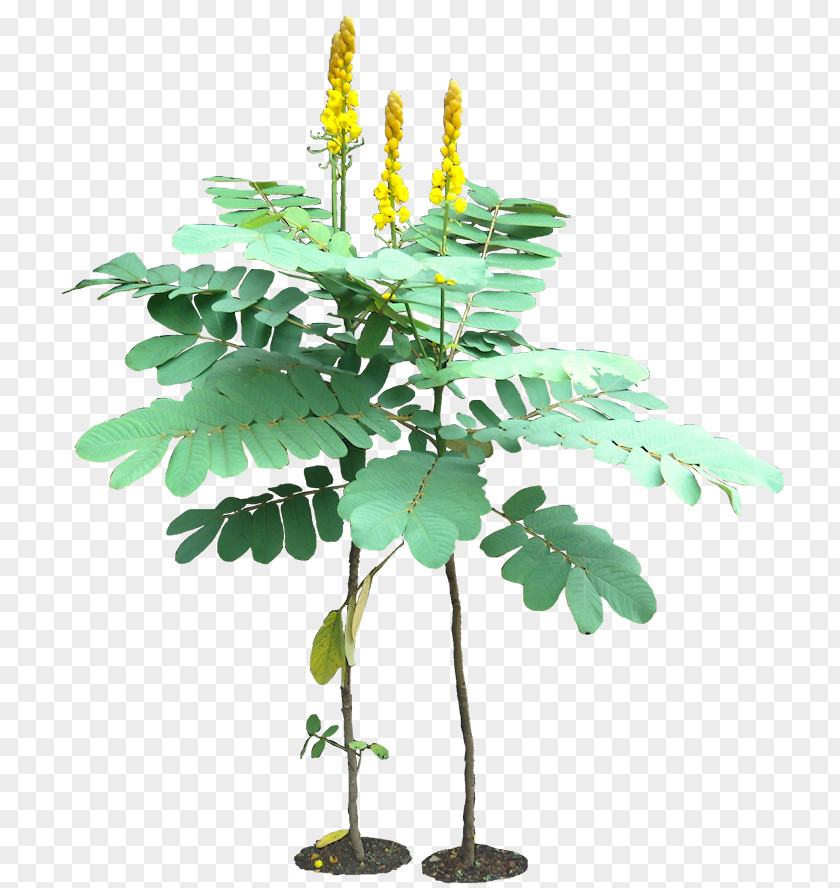 Tropical Plant Senna Alata Golden Shower Tree Herb Hebecarpa PNG