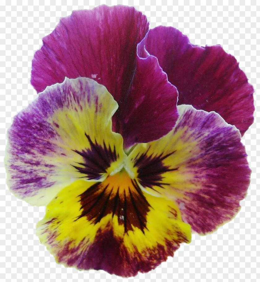 Violet Pansy Petal PNG