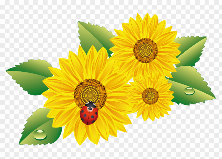Aquarelle Clip Art Common Sunflower Desktop Wallpaper GIF No PNG
