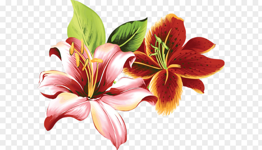 Flower Lilium Color Floral Design Clip Art PNG