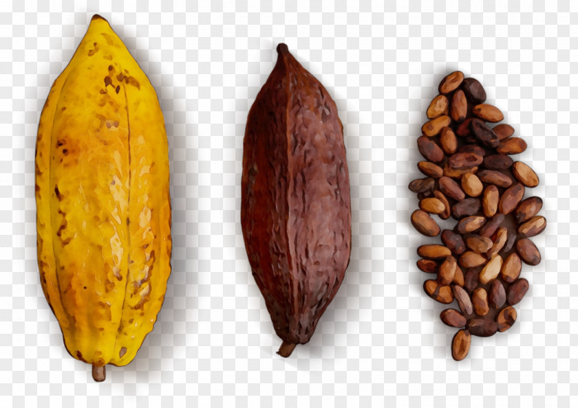 Food Bean Plant Cocoa Tree PNG