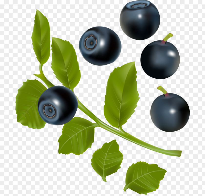 HD Blueberries Blueberry Blackberry Illustration PNG