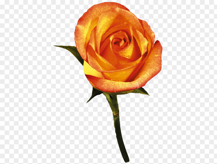 Rose Garden Roses Flower Orange Clip Art PNG