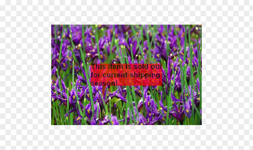 Violet English Lavender Netted Iris Common Sage Groundcover PNG