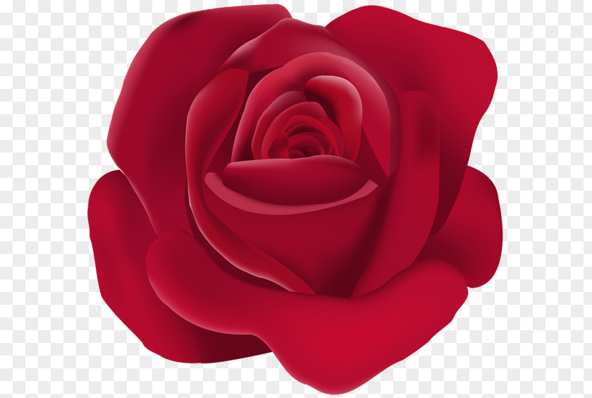 Certain Garden Roses Floribunda Clip Art PNG