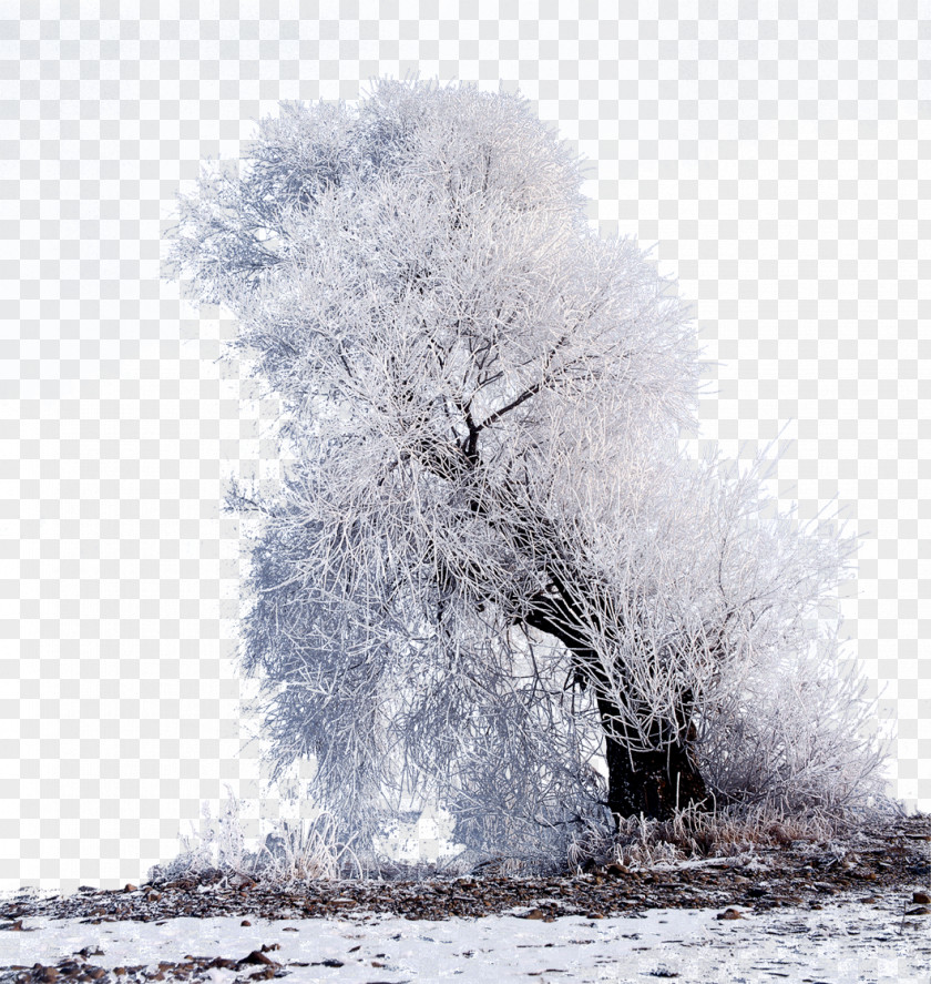 Decorative Panels Winter Branches Flickr Tourism PNG