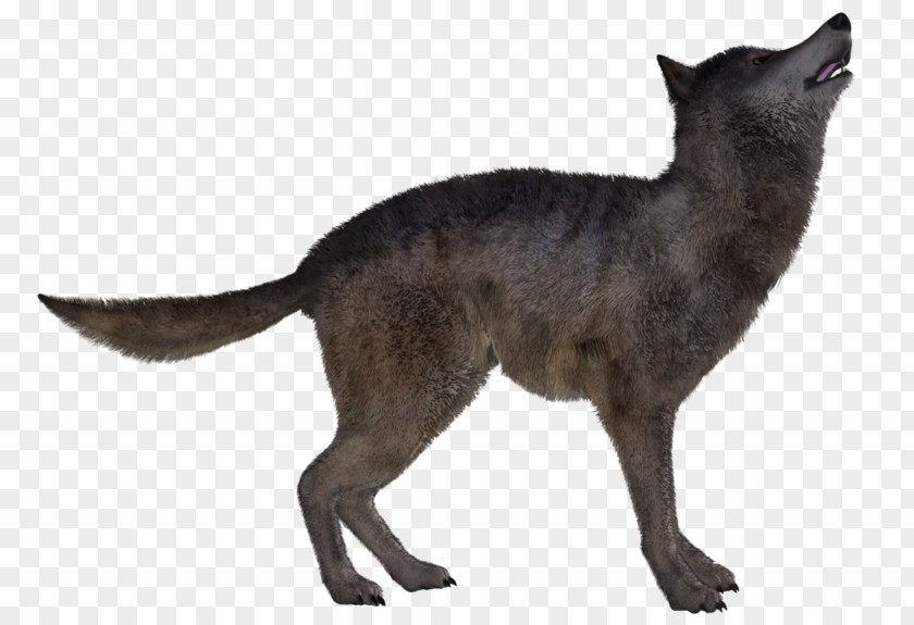 Dog Red Fox Coyote Jackal Mammal PNG