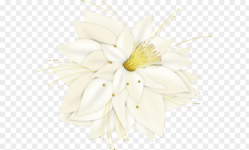 Floral Design PNG