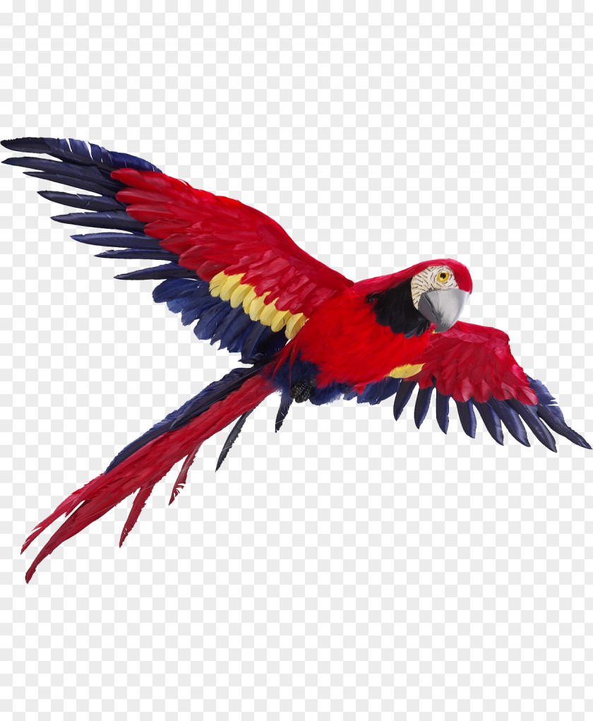 Flying Parrot Photos Flight Bird Macaw PNG