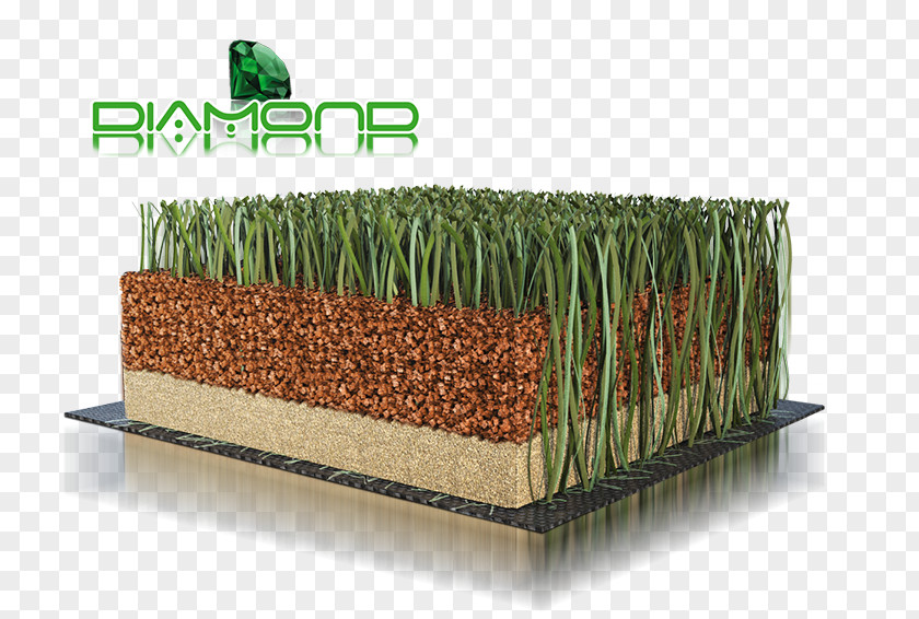 Football Field Lawn Grasses Family PNG