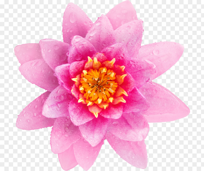 Front-end Peony Pink M PNG