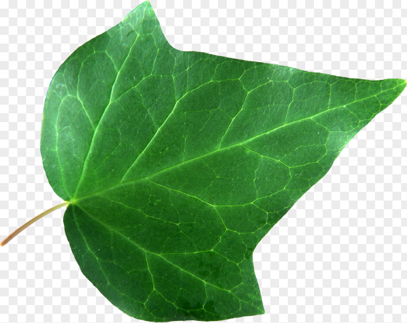 Leaf Image Plants Root PNG