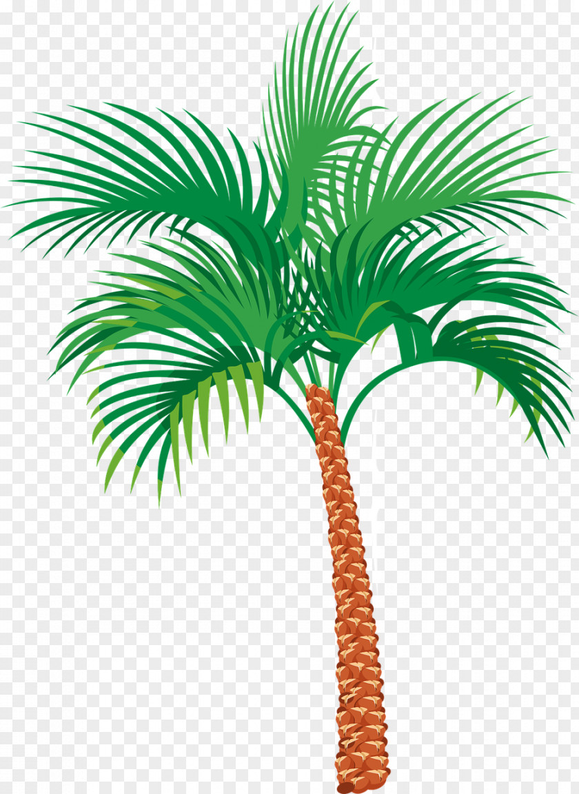 Palm Tree Arecaceae PNG