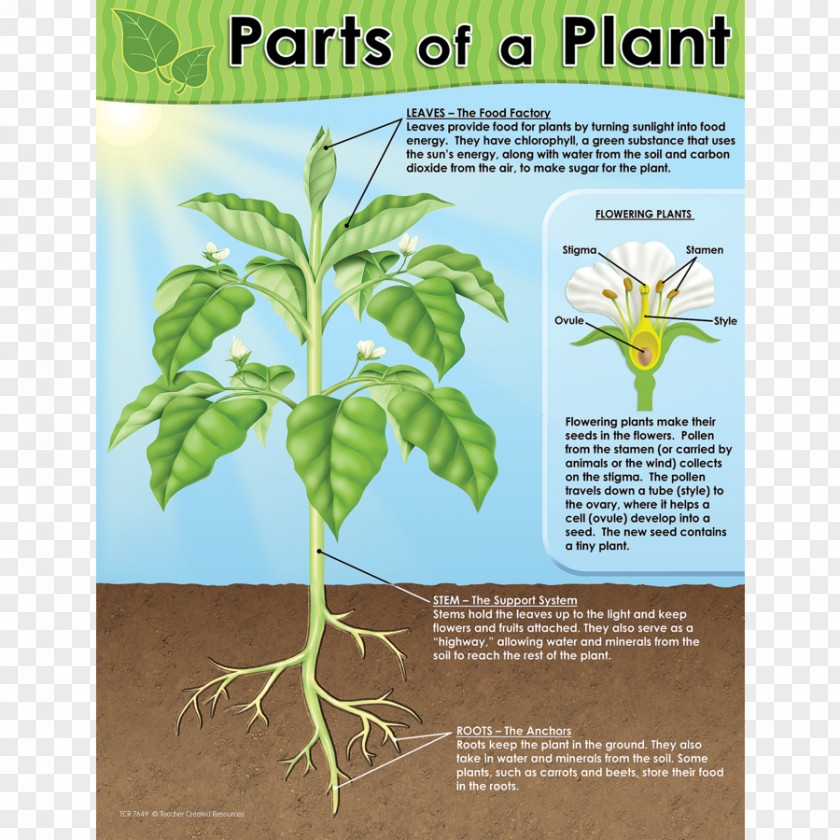 Plant Chart Worksheet Diagram Teacher PNG