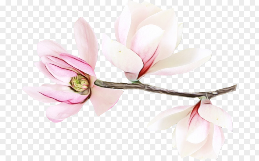 Spring Branch Cherry Blossom PNG