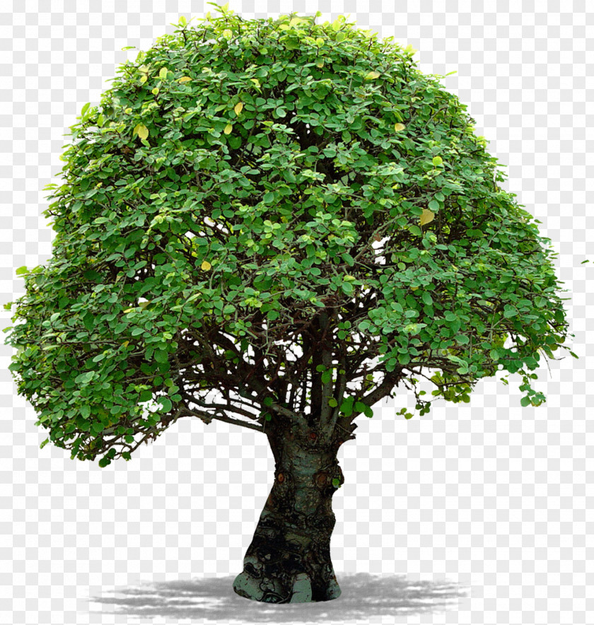 Tree Image File Formats Clip Art PNG