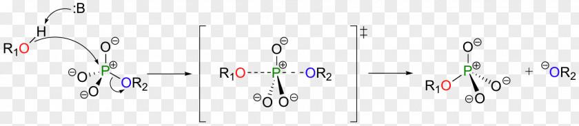 Two Atoms Are Said To Be Isotopes If Logo Brand Line PNG