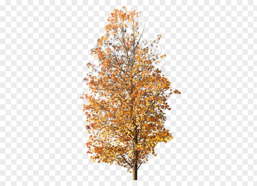 Autumn Leaves Tree Maple Photography PNG