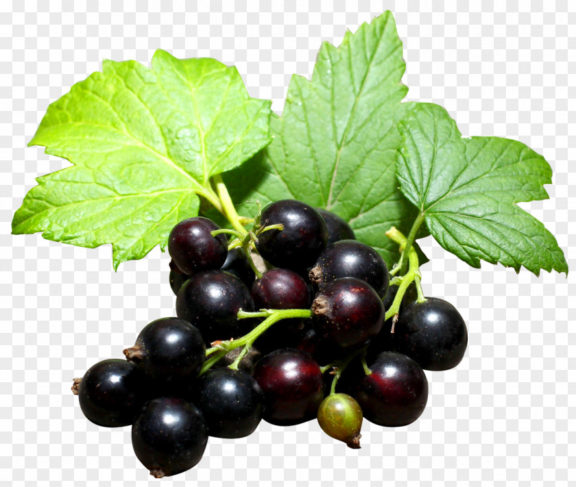 Black Currant Gooseberry Blackcurrant Zante Redcurrant Grape PNG