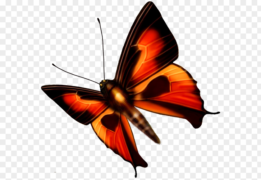 Butterfly Monarch Insect Color PNG
