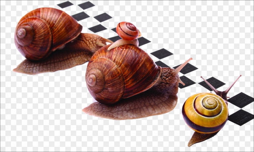 Crawling Snail Racing Escargot Burgundy U015alimaki PNG