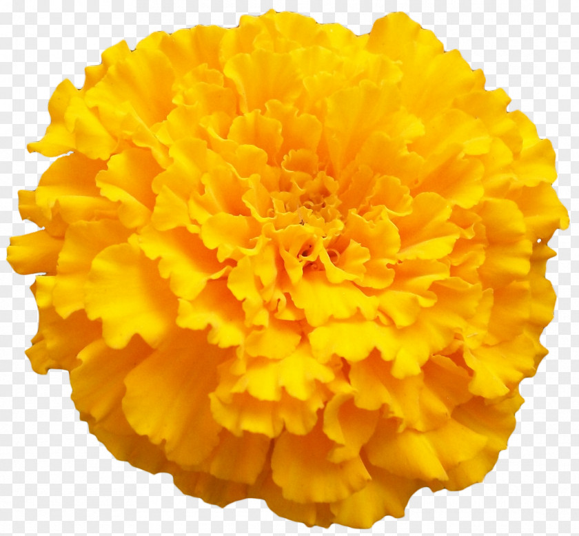 Bright Flowers Mexican Marigold Orange Color Clip Art PNG