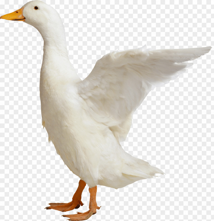 Duck Goose Bird Chicken PNG
