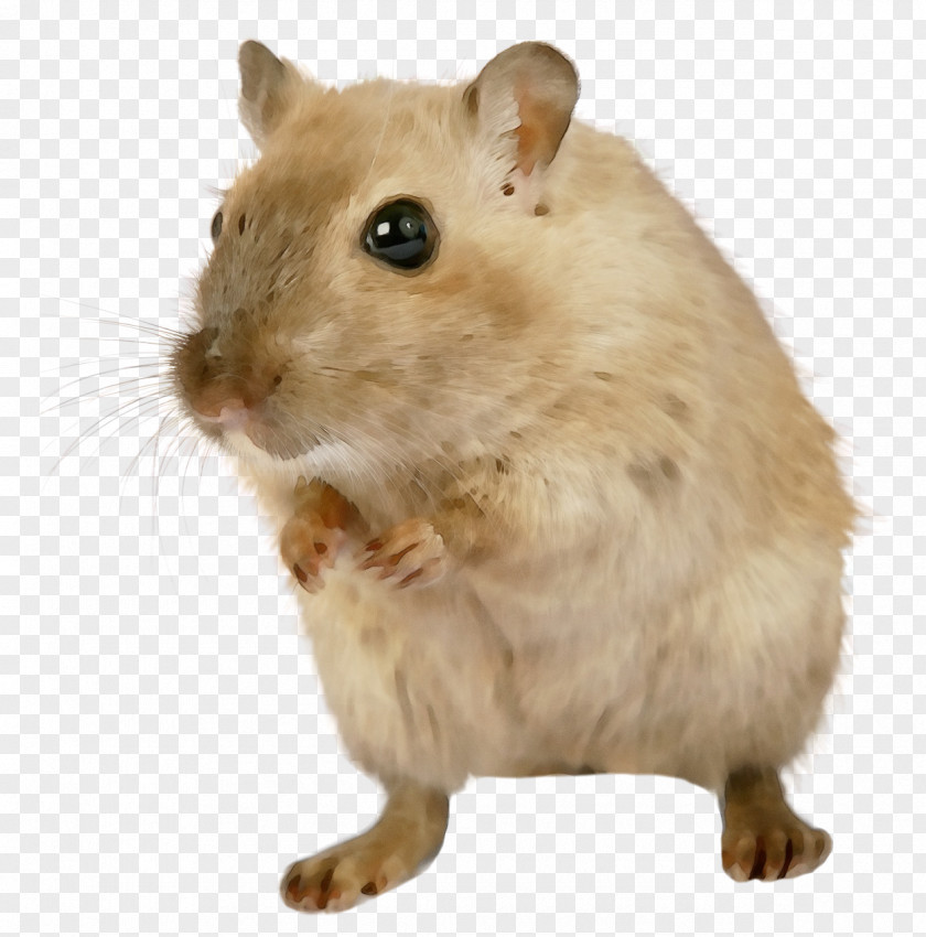 Fare Rat Hamster PNG