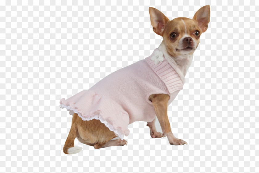 Haute Couture Fashion Show Toy Chihuahua Puppy Dog Breed Companion PNG