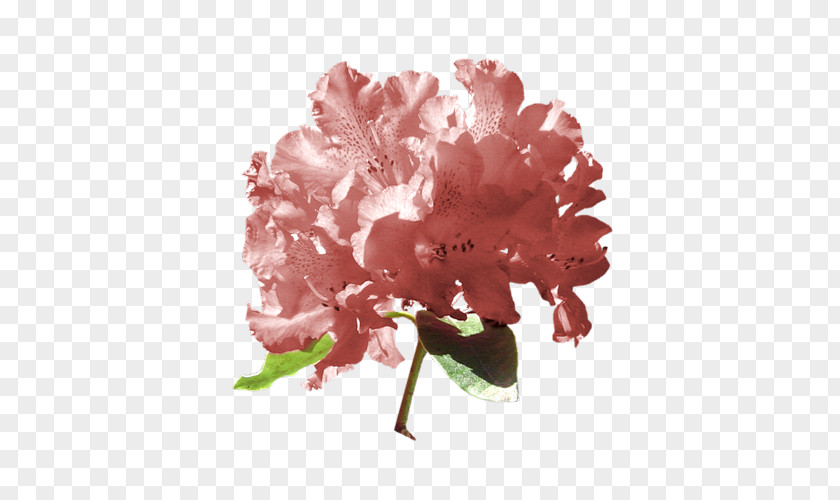 Peony Azalea Carnation Cut Flowers PNG
